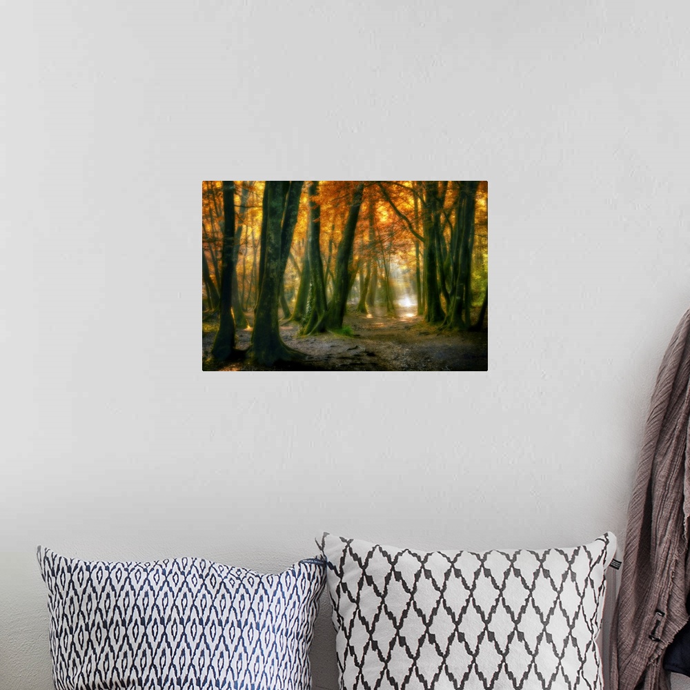 A bohemian room featuring Landscape, large fine art photograph of sunlight peaking through a small area of a dense, fall co...