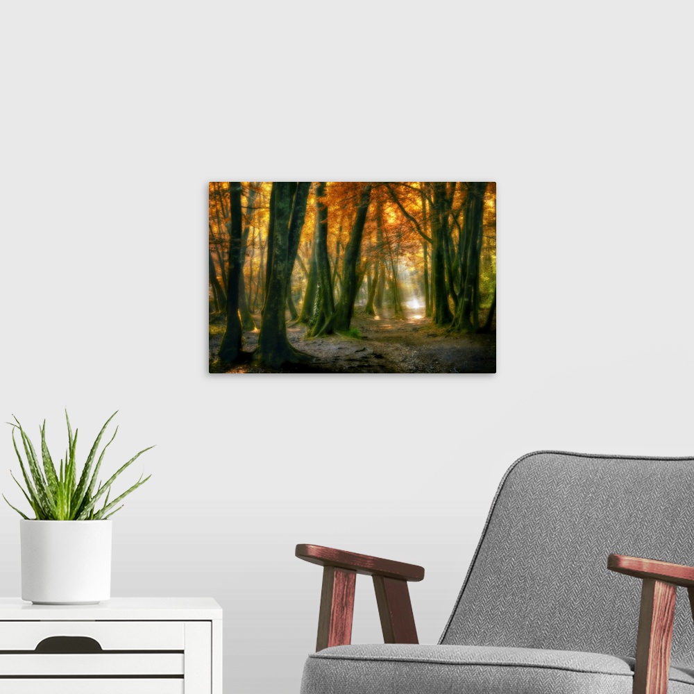 A modern room featuring Landscape, large fine art photograph of sunlight peaking through a small area of a dense, fall co...