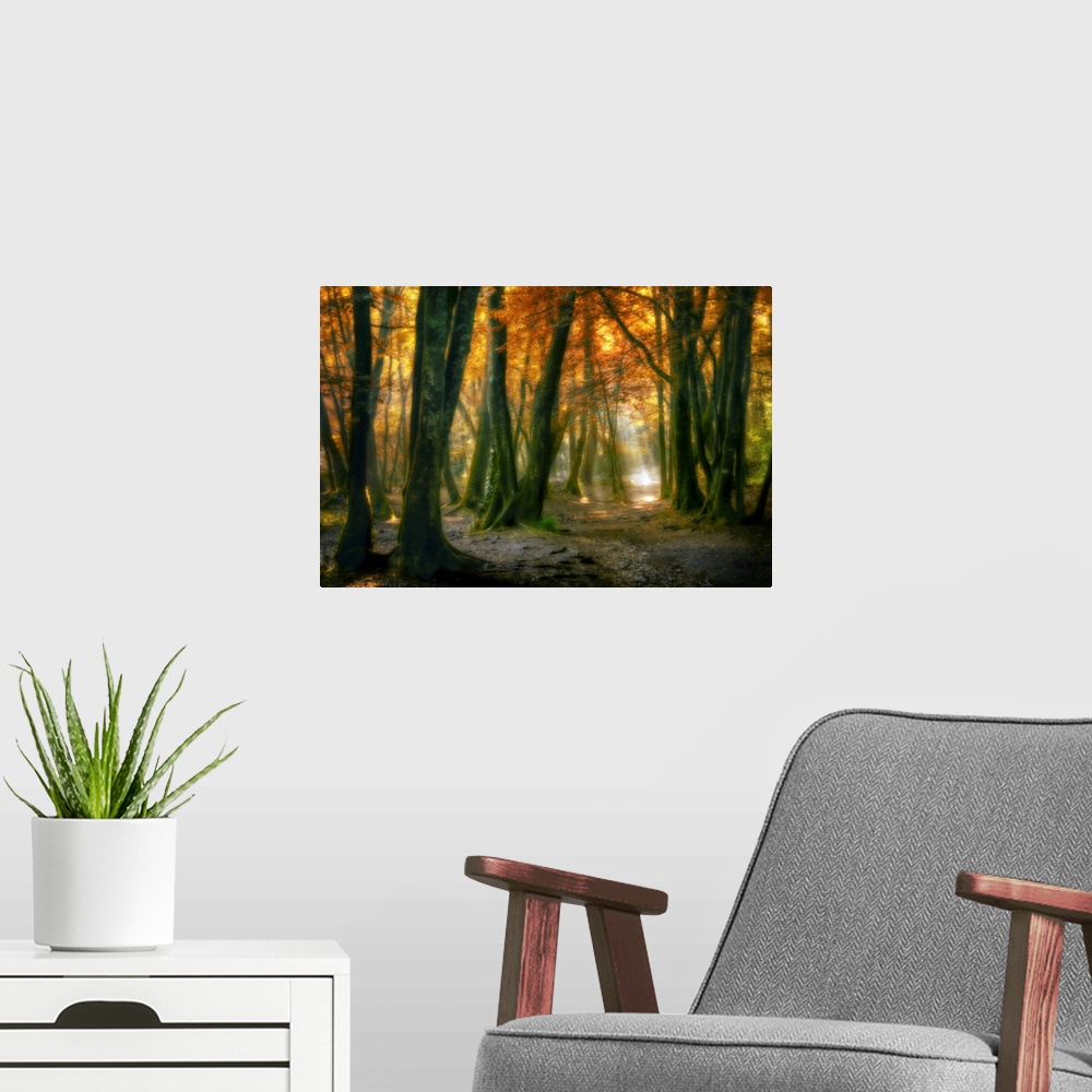 A modern room featuring Landscape, large fine art photograph of sunlight peaking through a small area of a dense, fall co...
