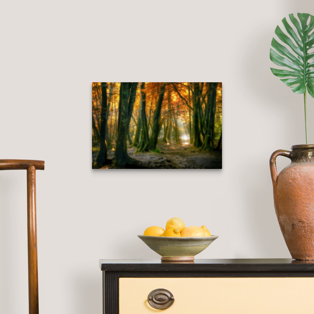 A traditional room featuring Landscape, large fine art photograph of sunlight peaking through a small area of a dense, fall co...