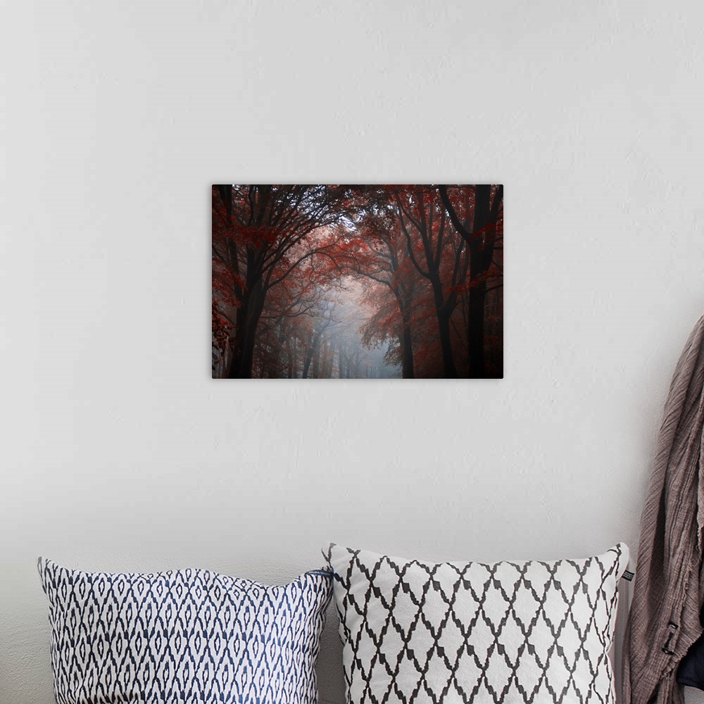 A bohemian room featuring Forest mood with red trees in the fog crossing by a central path, Broceliande forest in Brittany,...