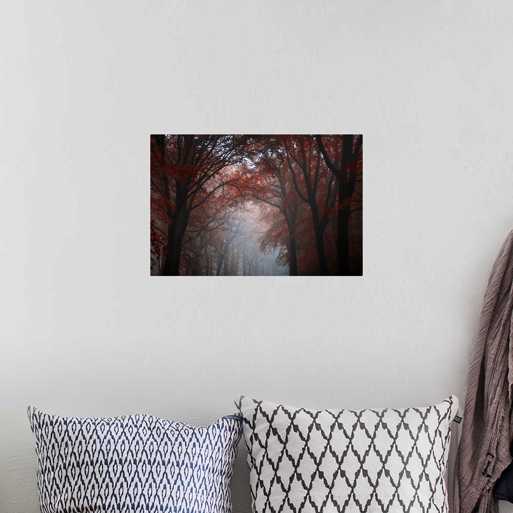 A bohemian room featuring Forest mood with red trees in the fog crossing by a central path, Broceliande forest in Brittany,...