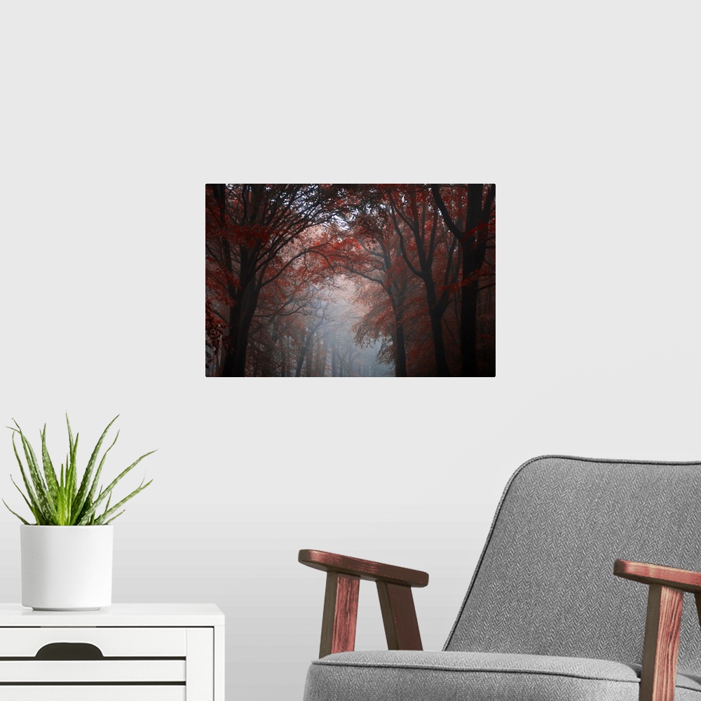 A modern room featuring Forest mood with red trees in the fog crossing by a central path, Broceliande forest in Brittany,...