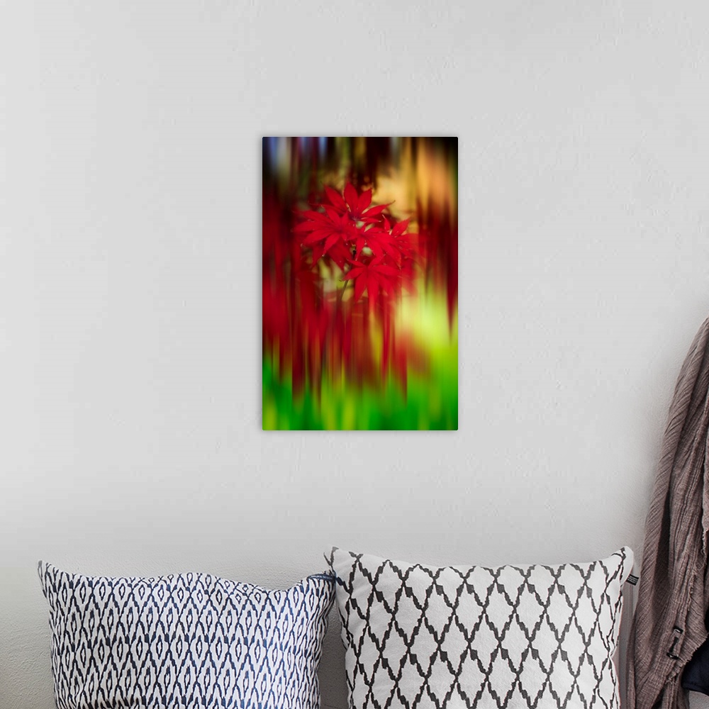 A bohemian room featuring Fine art photograph of bright red Japanese maple leaves in focus with streaked blurring all aroun...