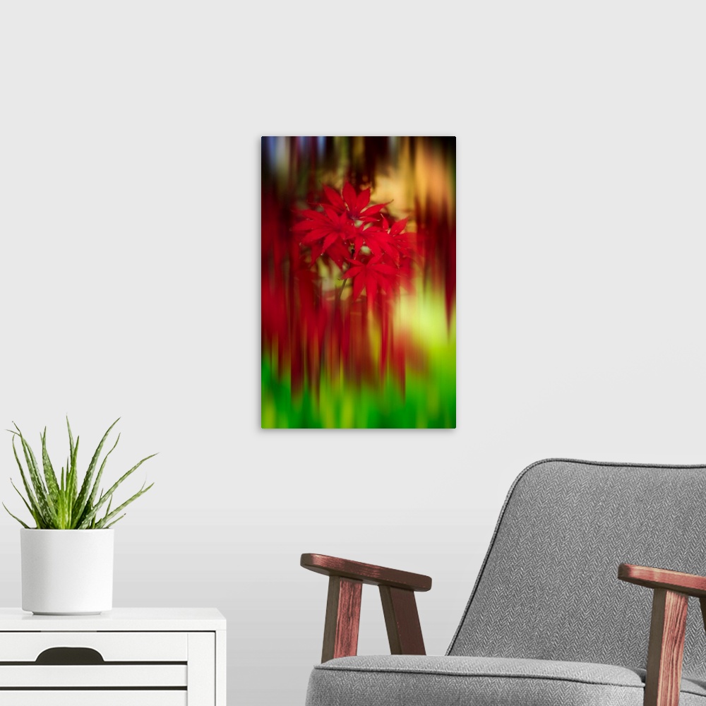 A modern room featuring Fine art photograph of bright red Japanese maple leaves in focus with streaked blurring all aroun...