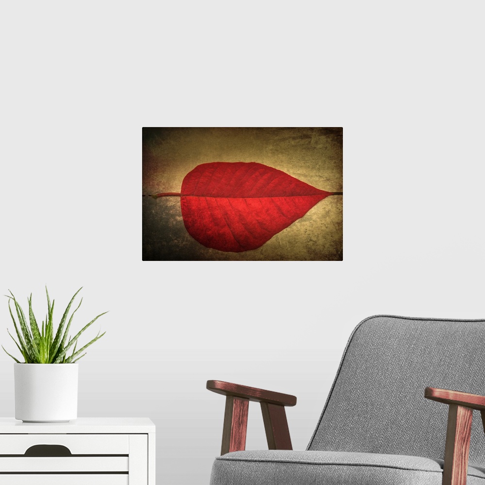 A modern room featuring Photograph of perfect, bright red leaf on a neutral colored ground with a black dotted line leadi...