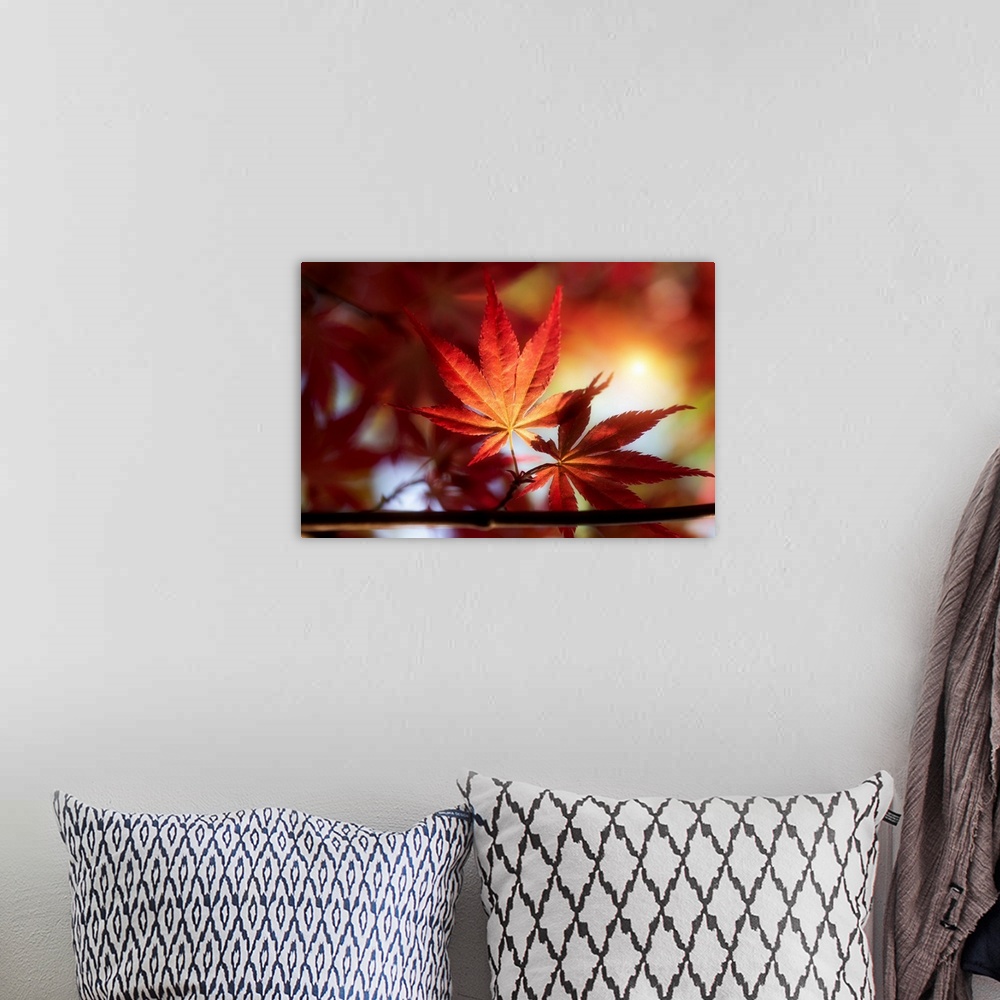 A bohemian room featuring Sunset with a red maple leaf in the foreground