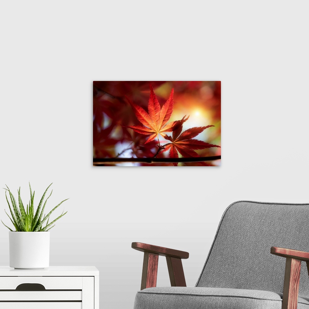 A modern room featuring Sunset with a red maple leaf in the foreground