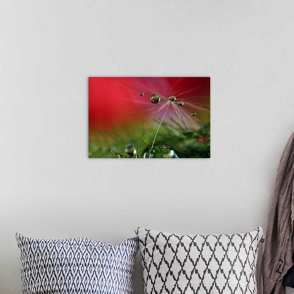 A bohemian room featuring View of a dandelion seed with water droplets.