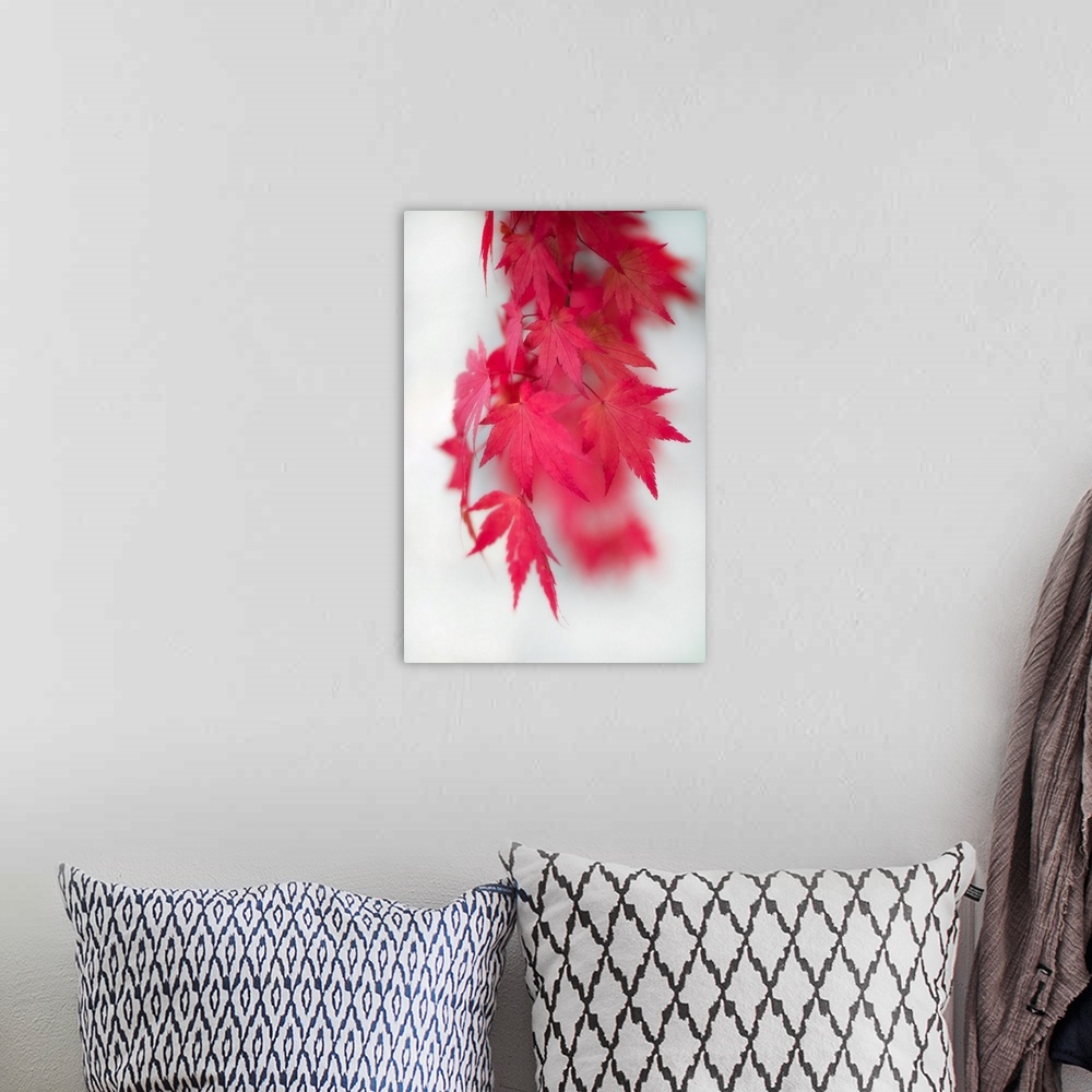 A bohemian room featuring Red maple leaves swaying in the wind