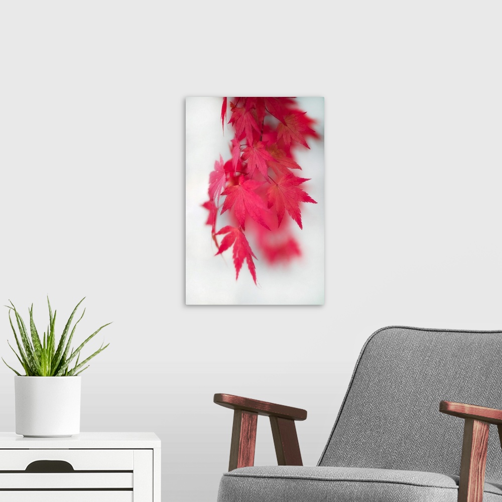 A modern room featuring Red maple leaves swaying in the wind