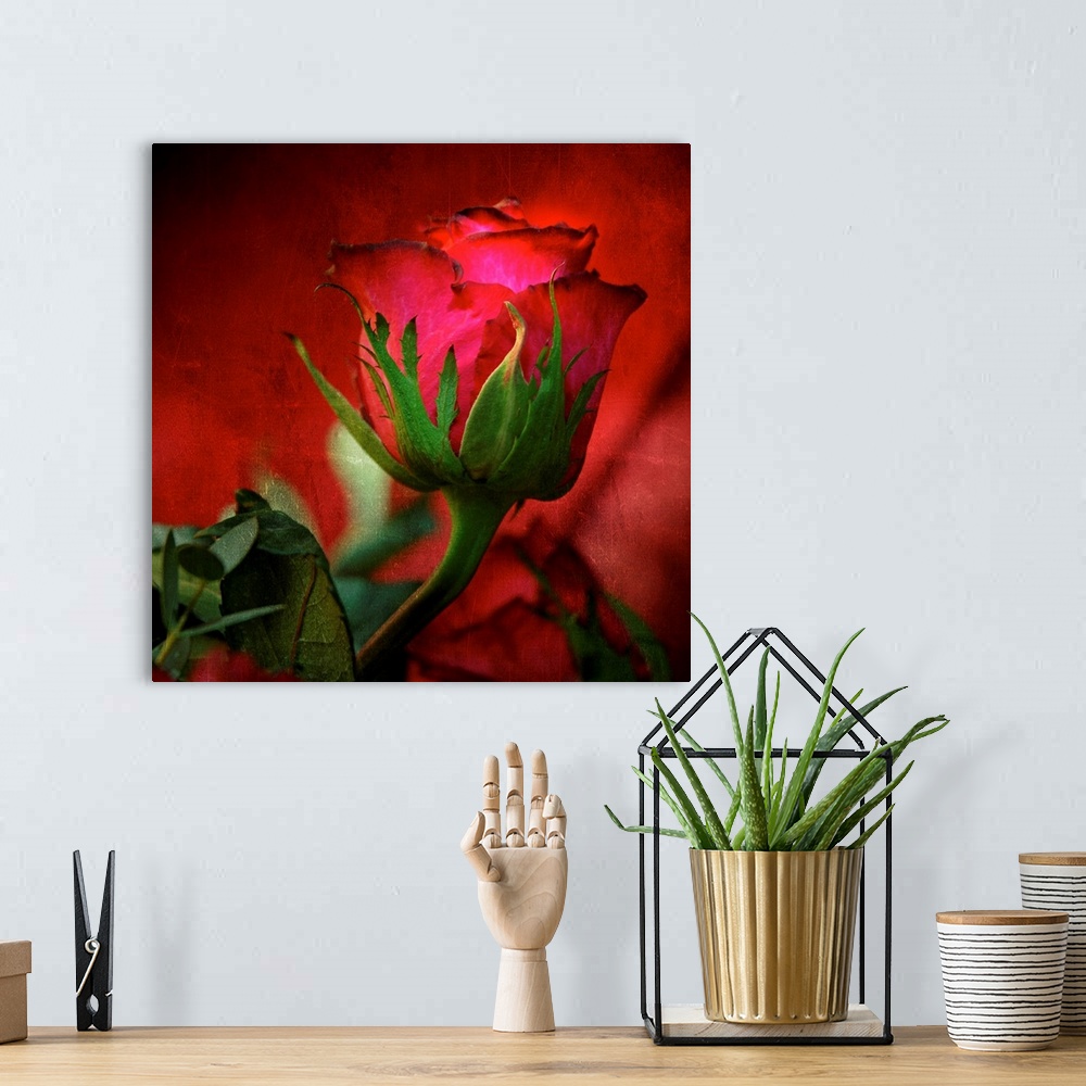 A bohemian room featuring Square, large fine art photograph of a red rose on a hazy red background, surrounded by leaves.