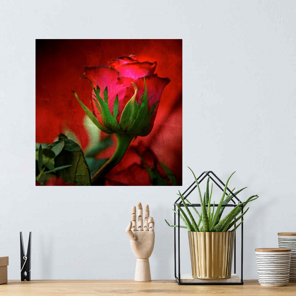 A bohemian room featuring Square, large fine art photograph of a red rose on a hazy red background, surrounded by leaves.