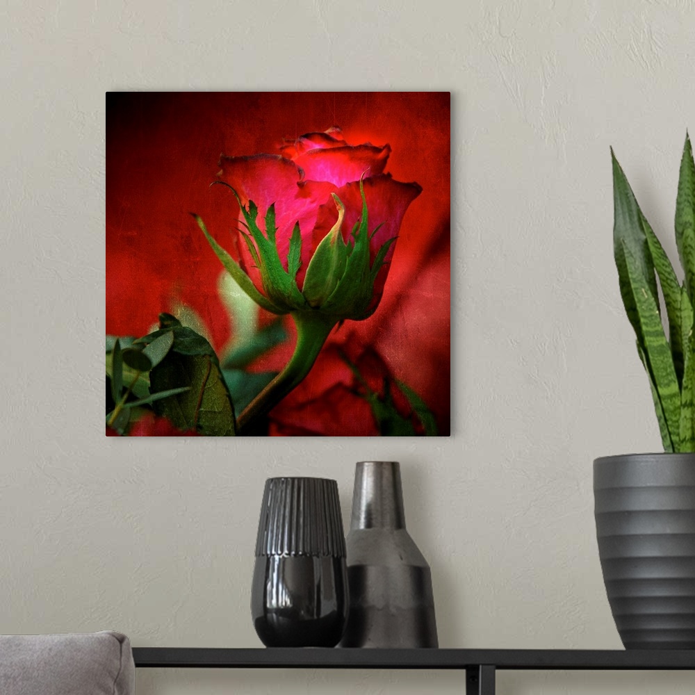 A modern room featuring Square, large fine art photograph of a red rose on a hazy red background, surrounded by leaves.
