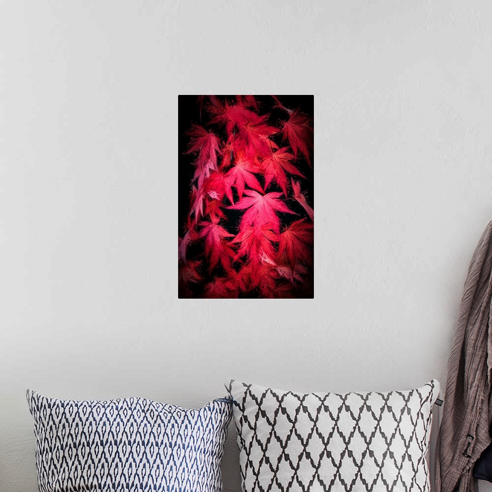 A bohemian room featuring Red maple leaves with a expressionist photo or painterly effect