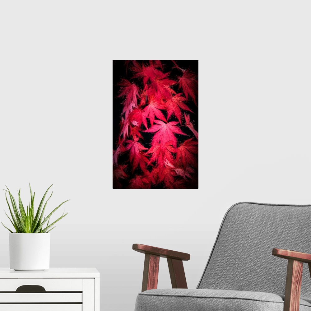 A modern room featuring Red maple leaves with a expressionist photo or painterly effect