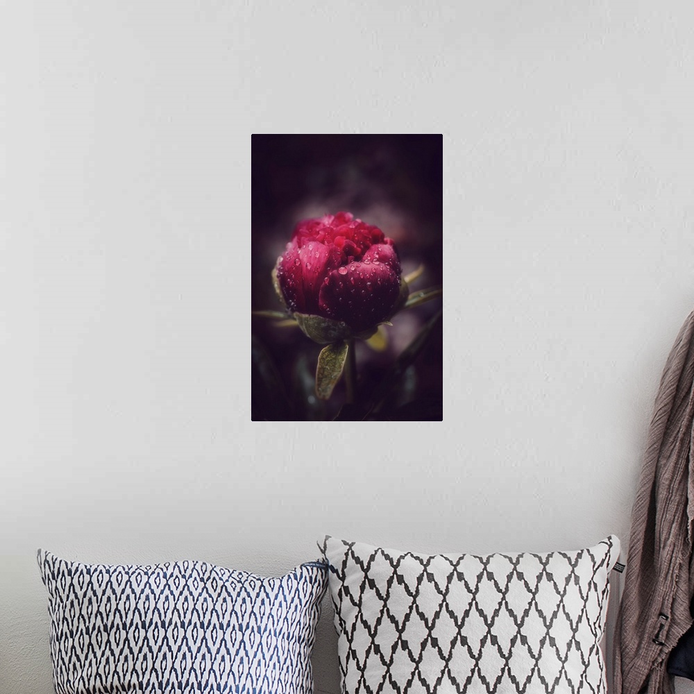 A bohemian room featuring Peony closeup under dew and on black background