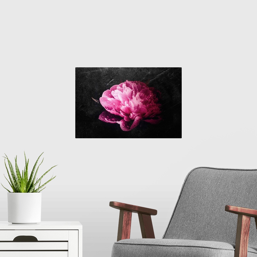 A modern room featuring Big pink peony on blackboard background