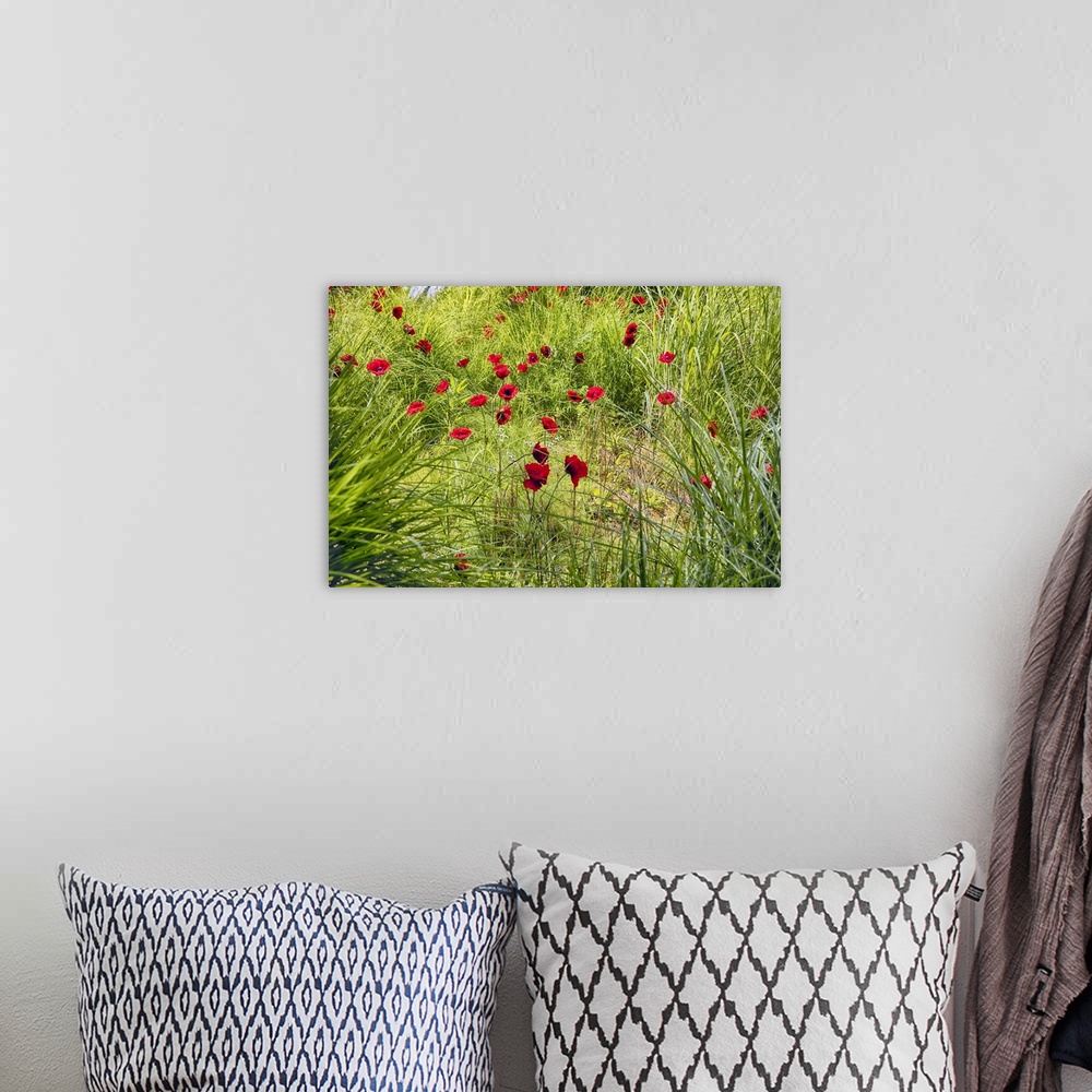 A bohemian room featuring Bright red poppies growing wild in a green field.