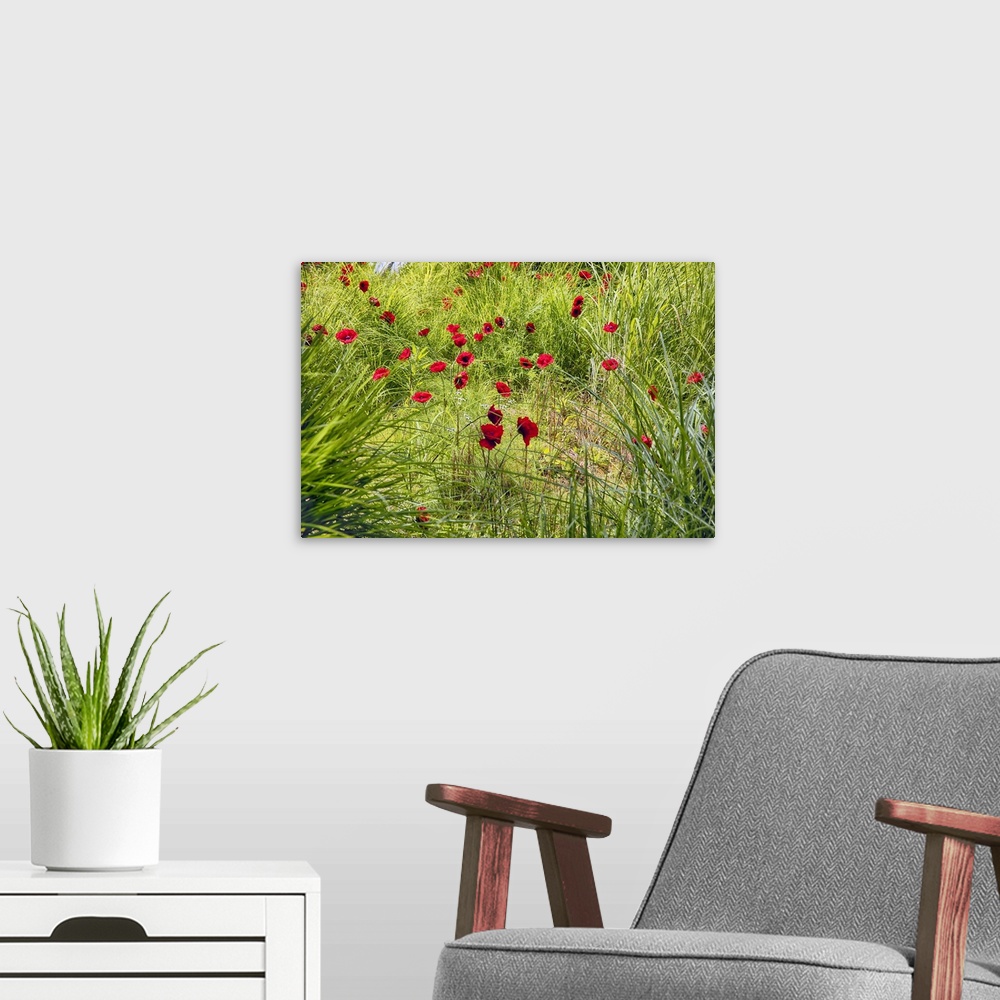 A modern room featuring Bright red poppies growing wild in a green field.