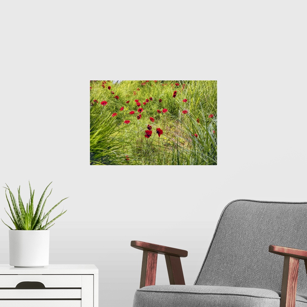 A modern room featuring Bright red poppies growing wild in a green field.