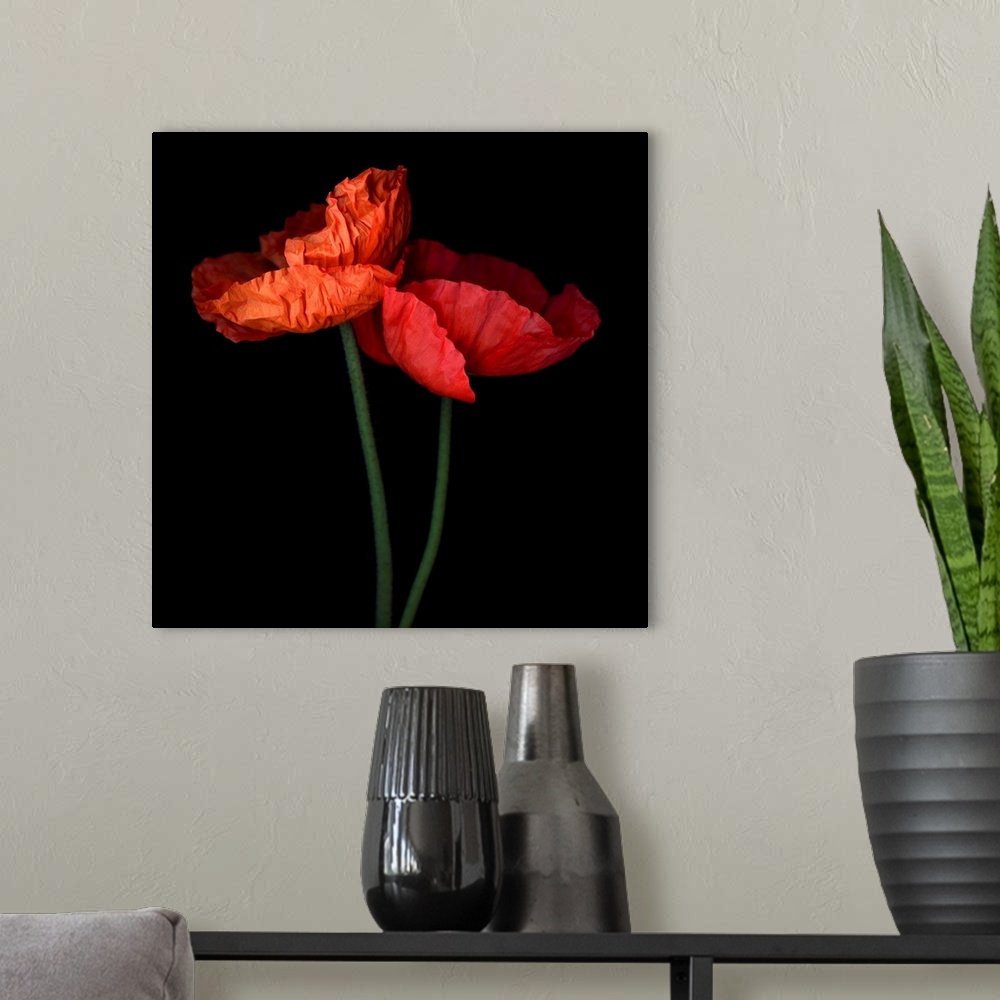 A modern room featuring Red Poppies