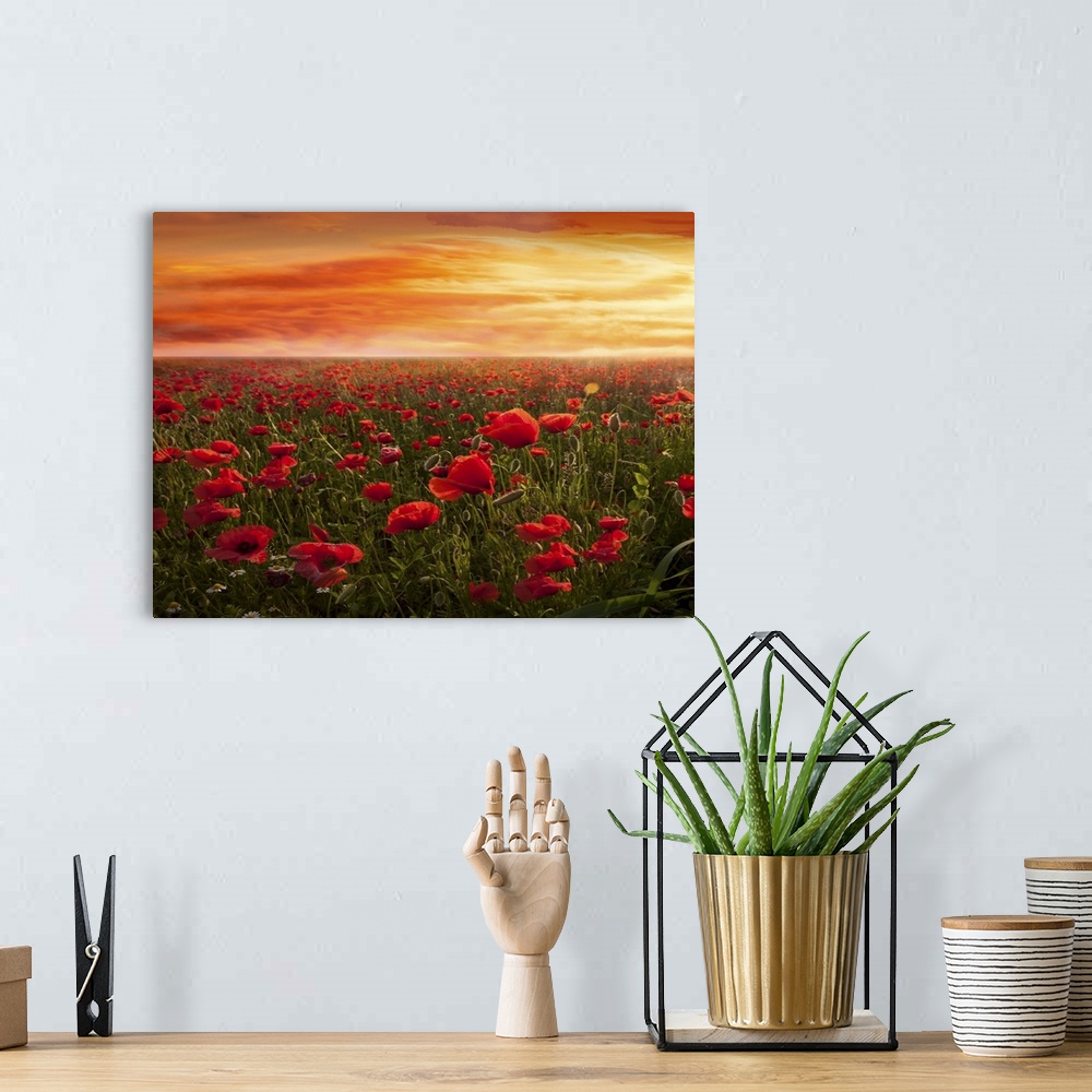 A bohemian room featuring During the spring in Tuscany it is easy to find huge fields of poppies. What makes the photo uniq...