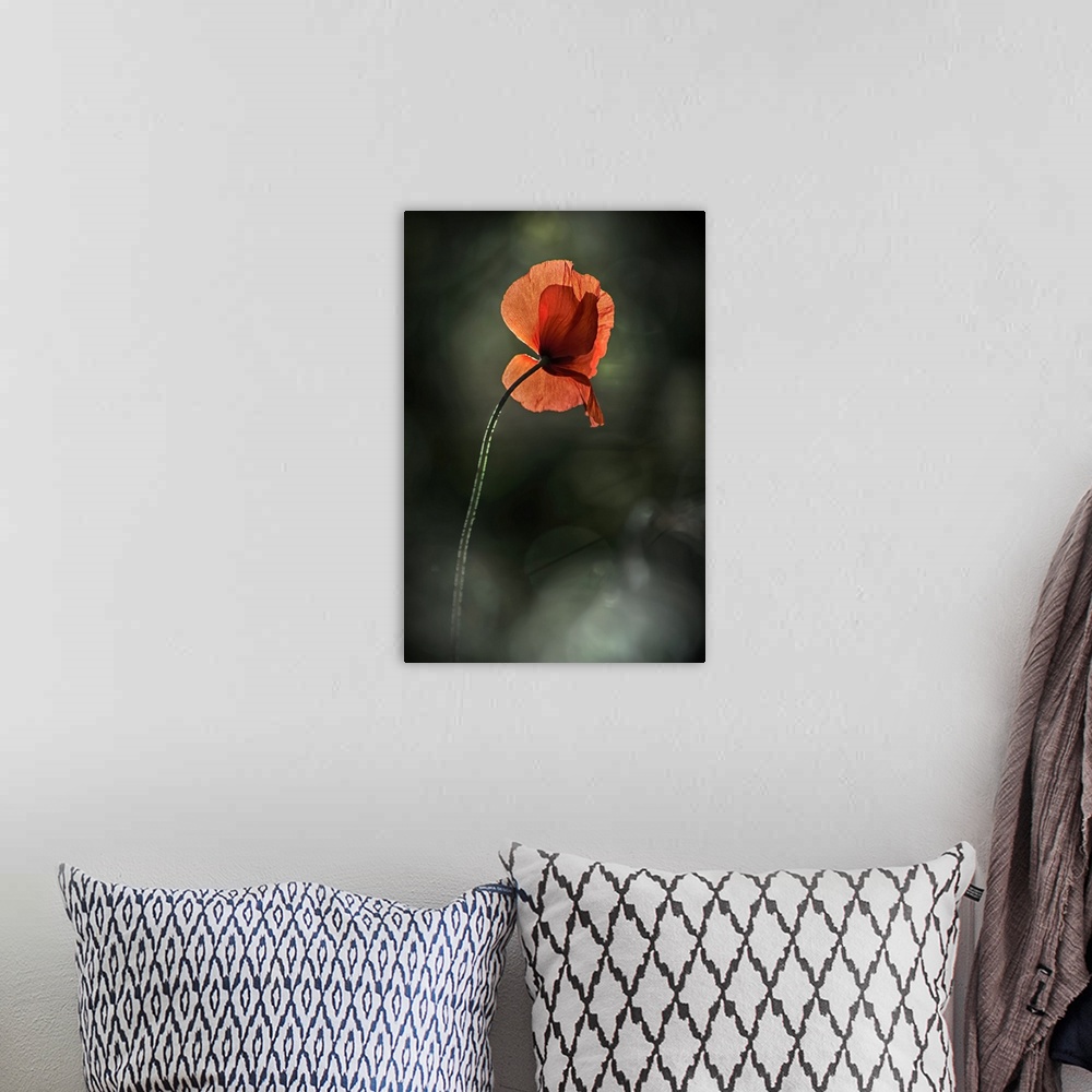 A bohemian room featuring Fine art photo of a single red poppy rising up against a bokeh background.