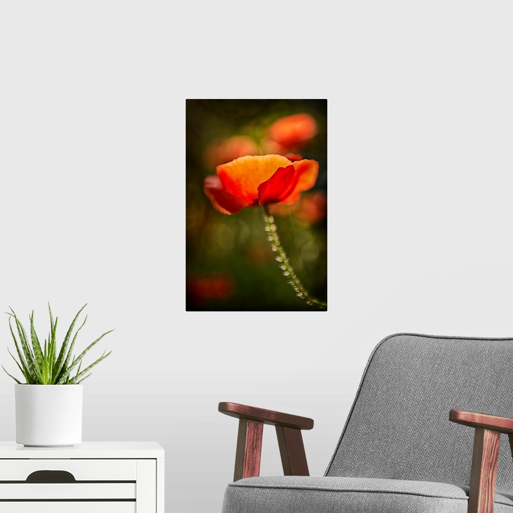 A modern room featuring Red Poppy