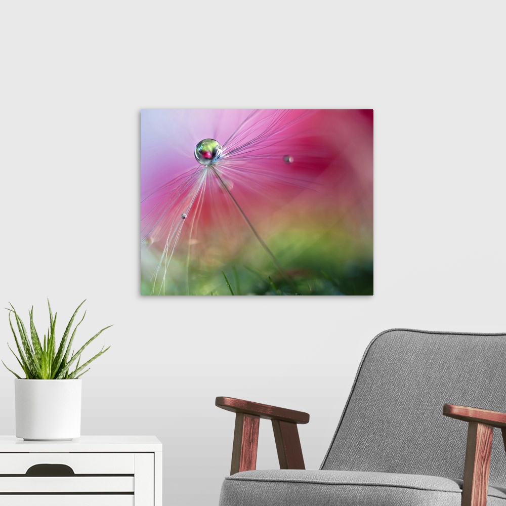 A modern room featuring A macro photograph of a water droplet sitting atop a seed head against an abstract background.