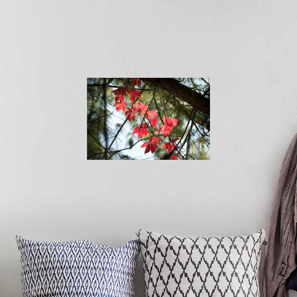 A bohemian room featuring Fine art photo of vivid fall leaves standing out against dark branches and pine needles.