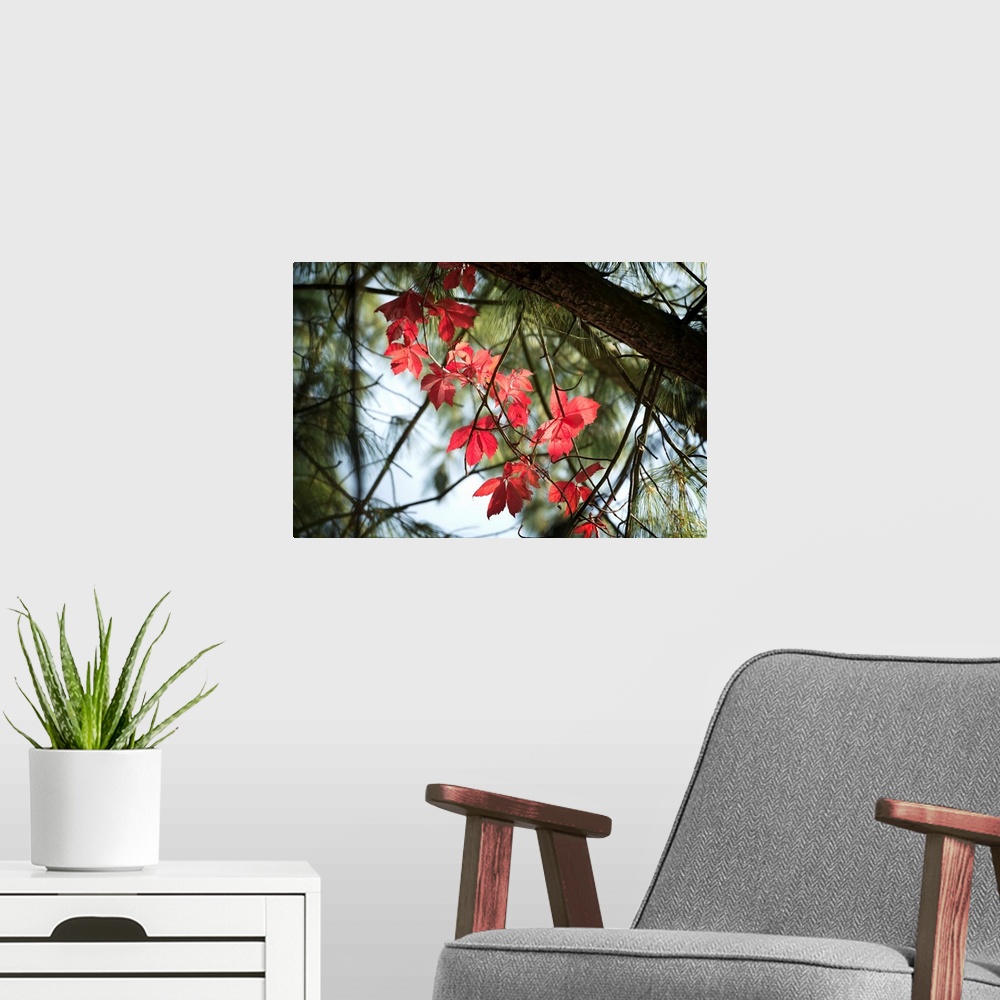 A modern room featuring Fine art photo of vivid fall leaves standing out against dark branches and pine needles.
