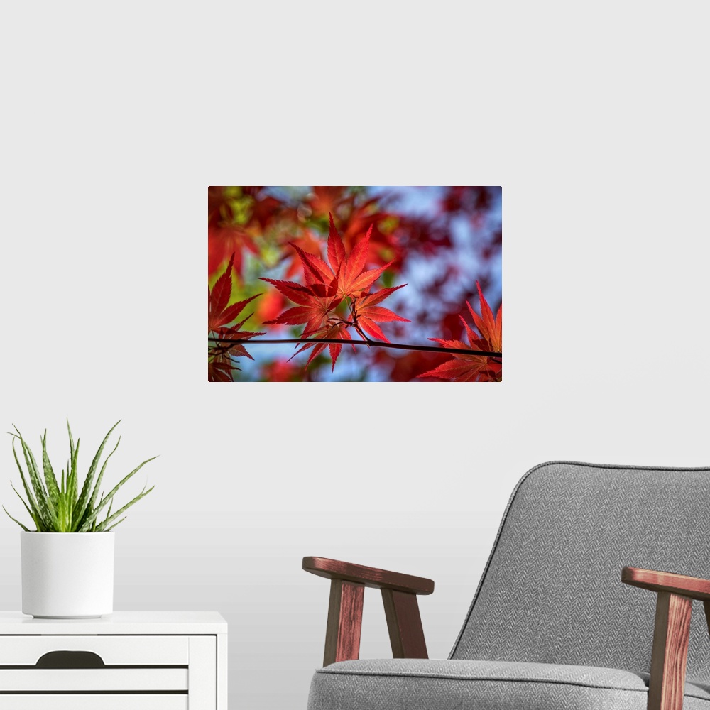 A modern room featuring Close up of red maple leaves with a bokeh effect