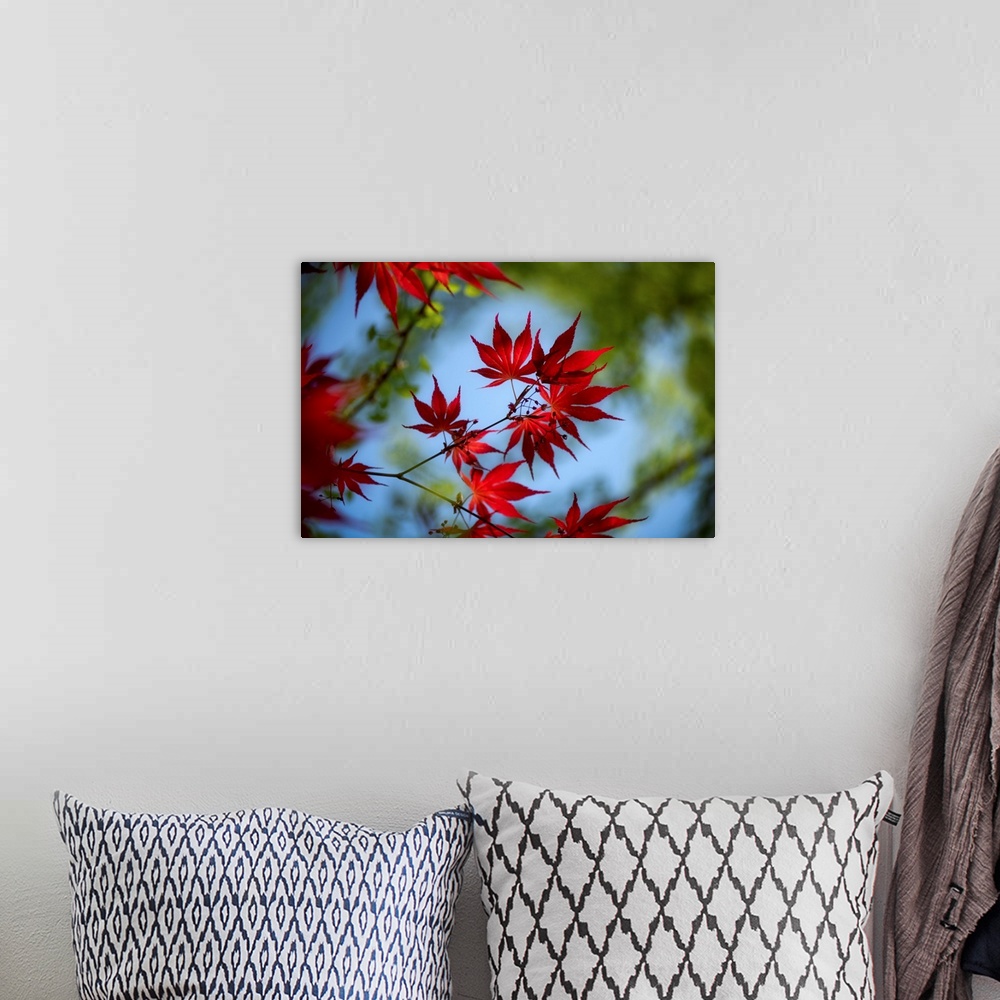 A bohemian room featuring Close up of red maple leaves with a bokeh effect