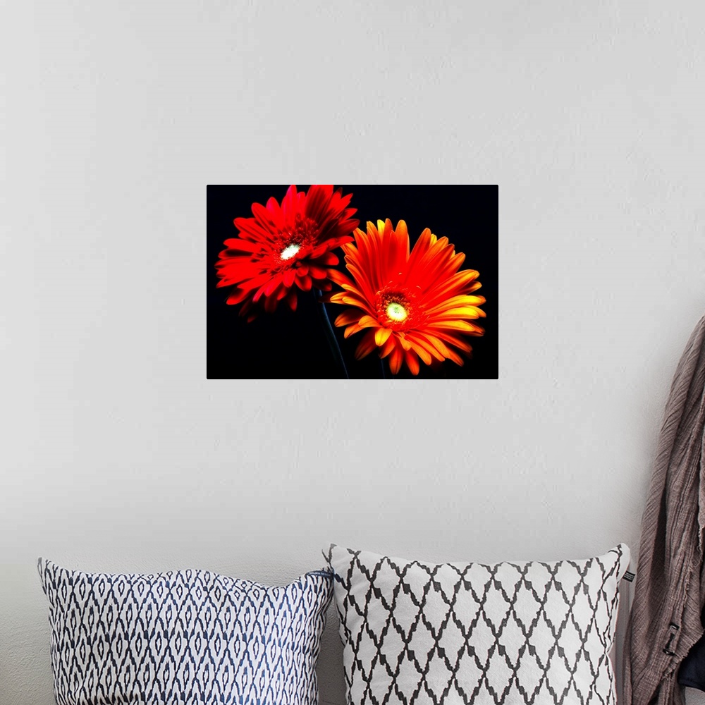 A bohemian room featuring This horizontal photograph shows two gerbera daisies under a spotlight against a dark backdrop.