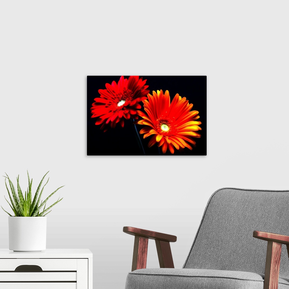 A modern room featuring This horizontal photograph shows two gerbera daisies under a spotlight against a dark backdrop.