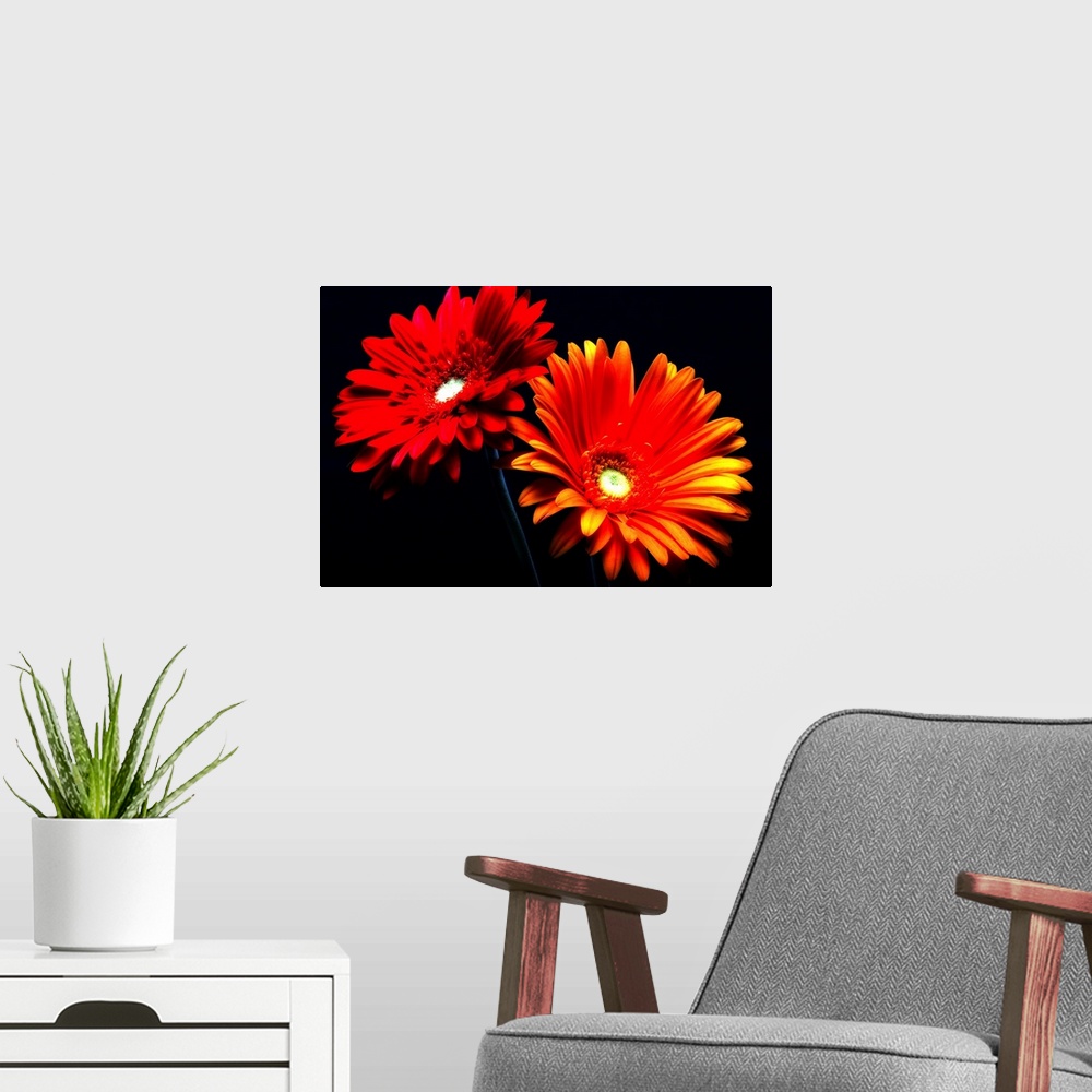 A modern room featuring This horizontal photograph shows two gerbera daisies under a spotlight against a dark backdrop.