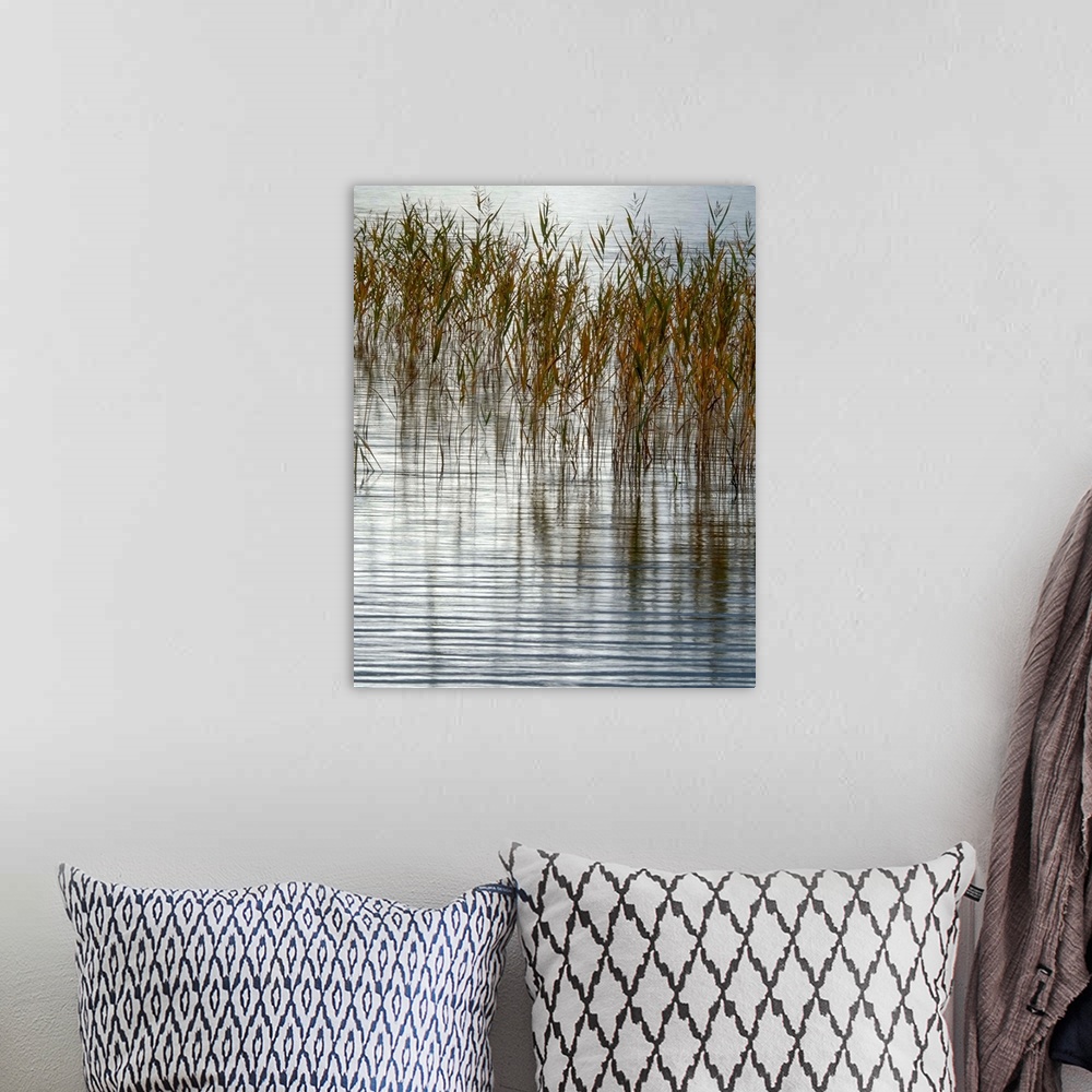 A bohemian room featuring Fine art photo of reeds sticking out of a calm pond.
