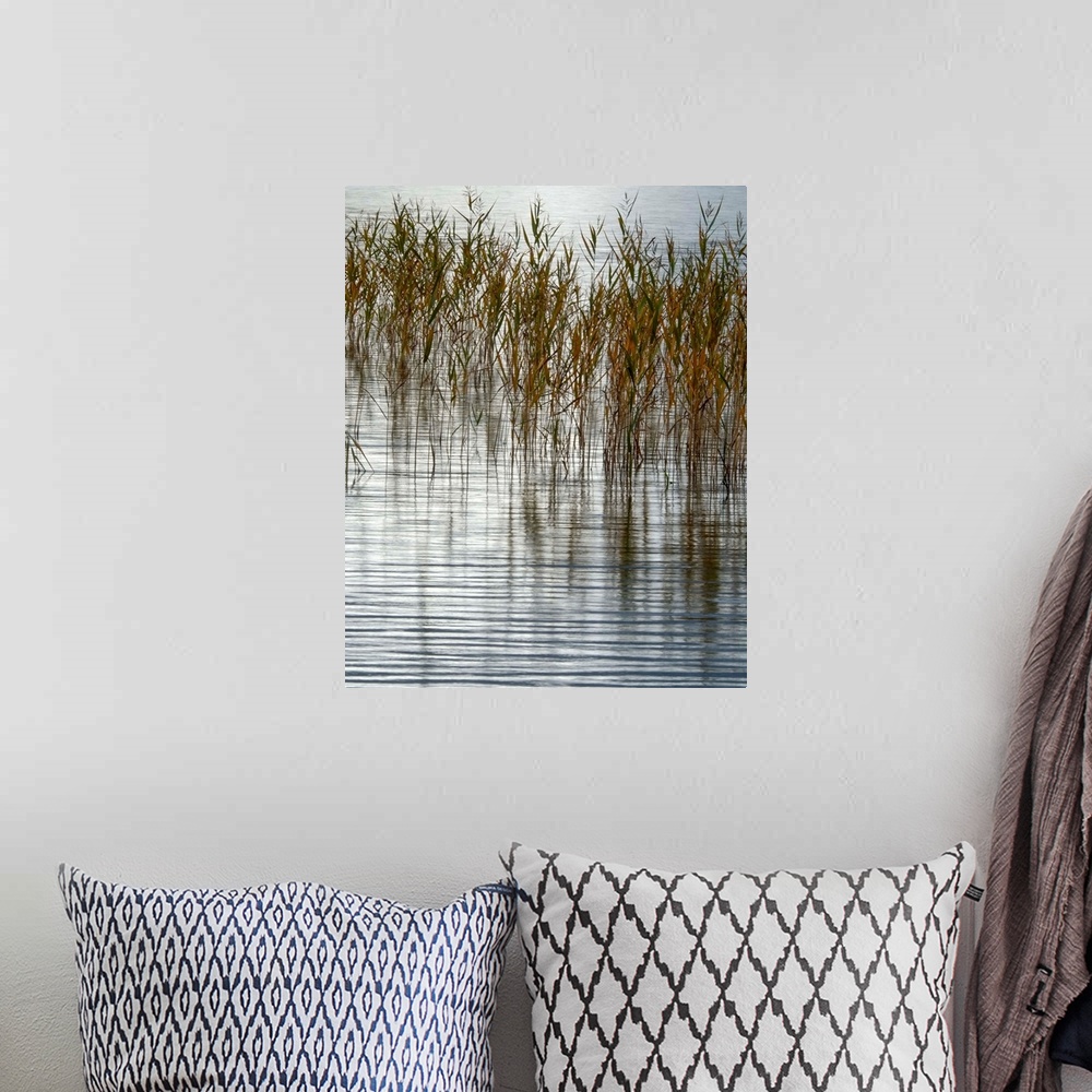 A bohemian room featuring Fine art photo of reeds sticking out of a calm pond.