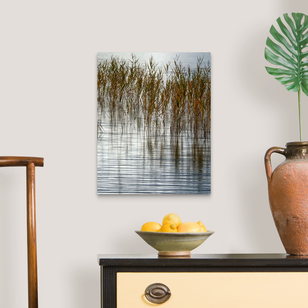 A traditional room featuring Fine art photo of reeds sticking out of a calm pond.