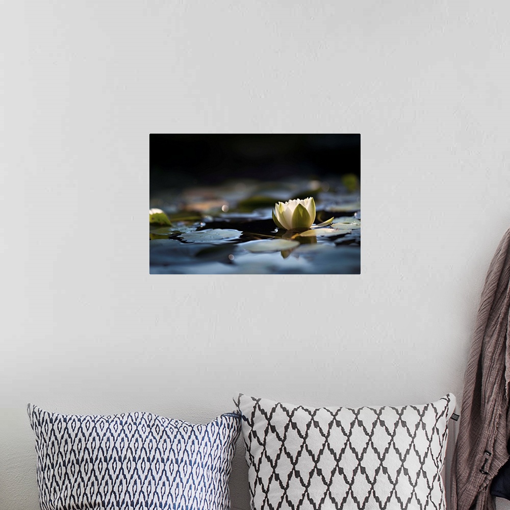 A bohemian room featuring Fine art photo of a water lily floating in a pond among lily pads.