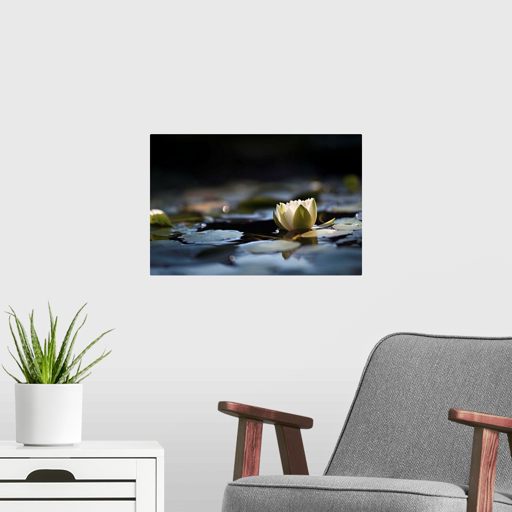 A modern room featuring Fine art photo of a water lily floating in a pond among lily pads.
