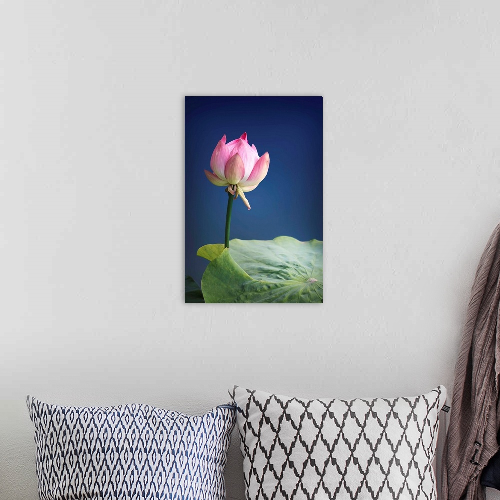A bohemian room featuring Close-up photograph of a pink lotus blossom.
