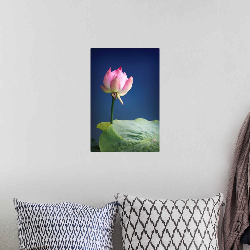 A bohemian room featuring Close-up photograph of a pink lotus blossom.