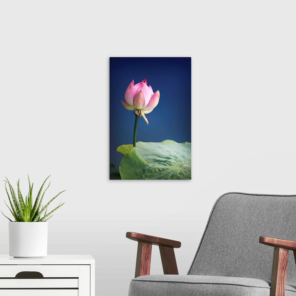A modern room featuring Close-up photograph of a pink lotus blossom.