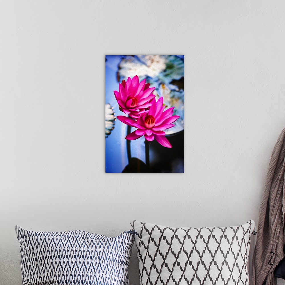 A bohemian room featuring Close up of water lily flower in expressionist photo