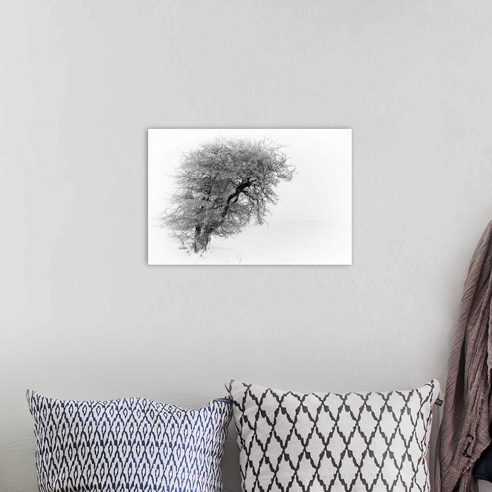 A bohemian room featuring A monochrome black and white landscape with a line winter tree twisted and bent against the wind.
