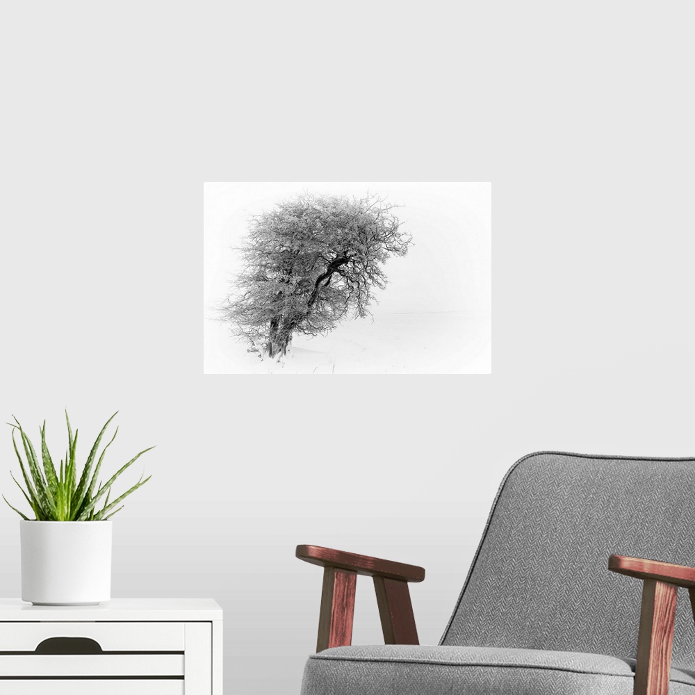 A modern room featuring A monochrome black and white landscape with a line winter tree twisted and bent against the wind.