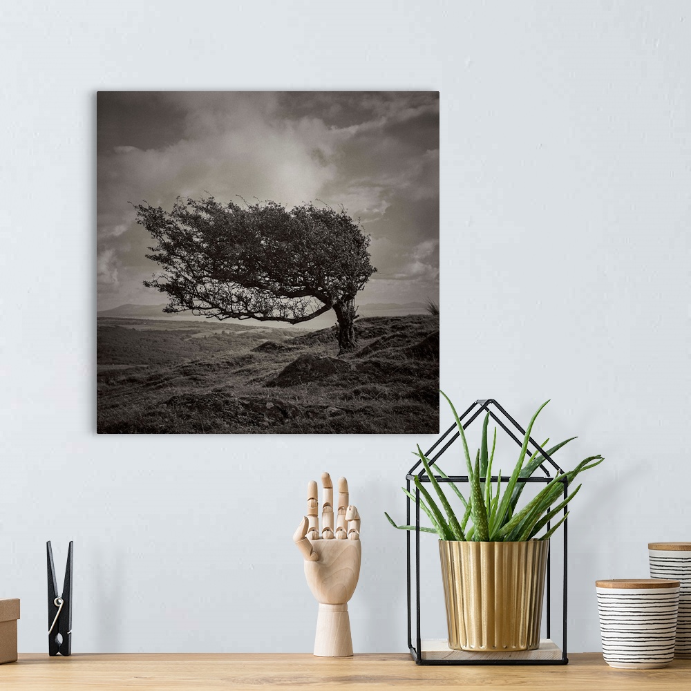 A bohemian room featuring A black and white photograph of a tree standing lone in an ethereal landscape.