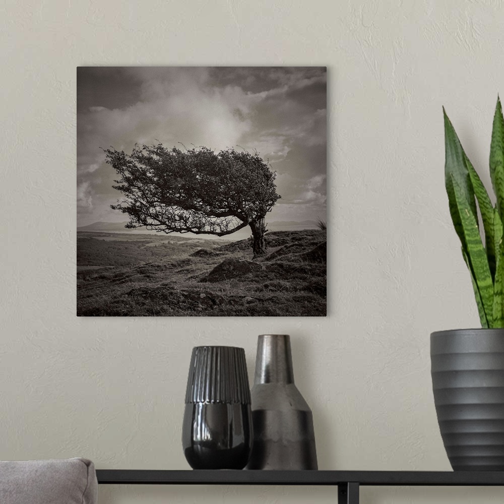 A modern room featuring A black and white photograph of a tree standing lone in an ethereal landscape.